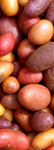 Varieties of Potatoes